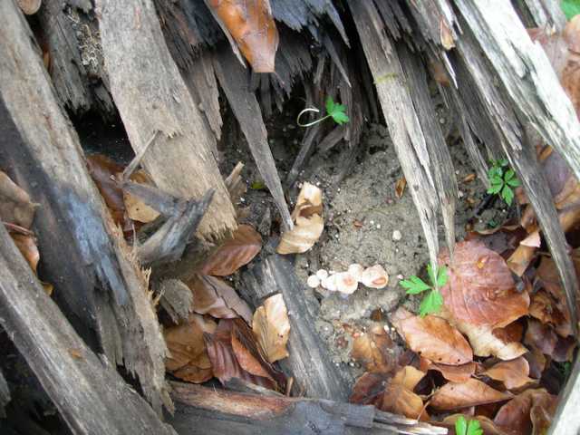 Una peziza nel sacco e altre specie primaverili